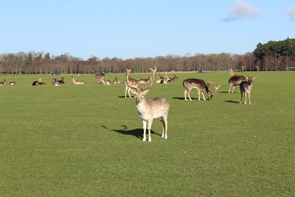 Phoenix Park Dublin